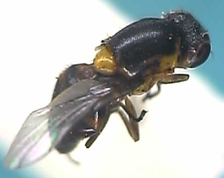 Epichlorops puncticollis